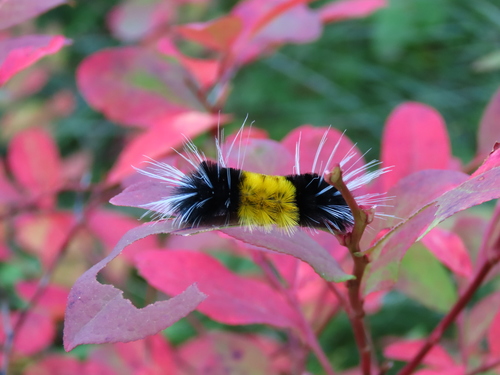 Spotted Tussock Moth