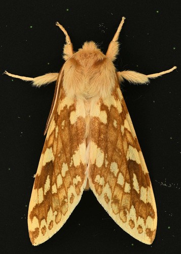 Spotted Tussock Moth