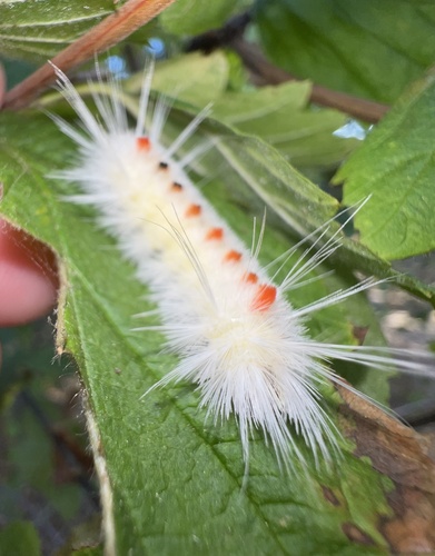 Spotted Tussock Moth