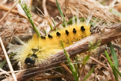 Spotted Tussock Moth