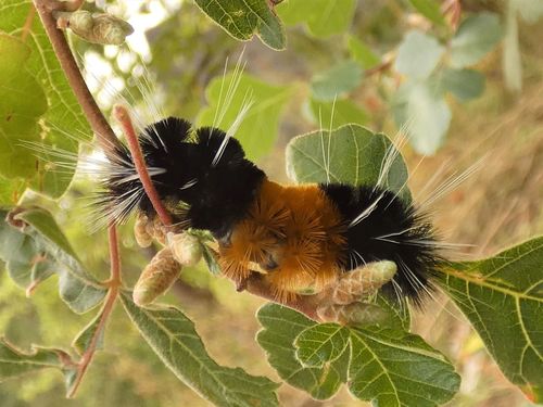 Spotted Tussock Moth