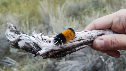 Spotted Tussock Moth