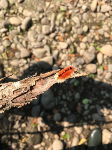 Spotted Tussock Moth