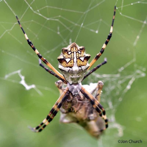 Silver Garden Orbweaver