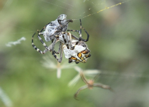 Silver Garden Orbweaver