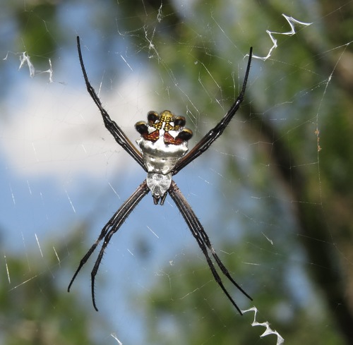 Silver Garden Orbweaver