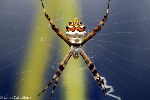 Silver Garden Orbweaver