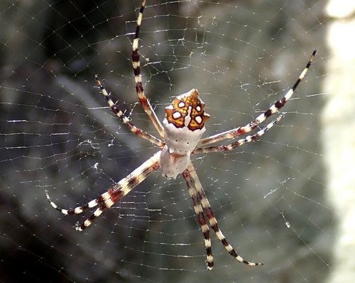 Silver Garden Orbweaver