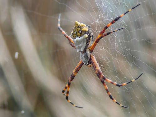 Silver Garden Orbweaver