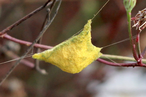 Silver Garden Orbweaver