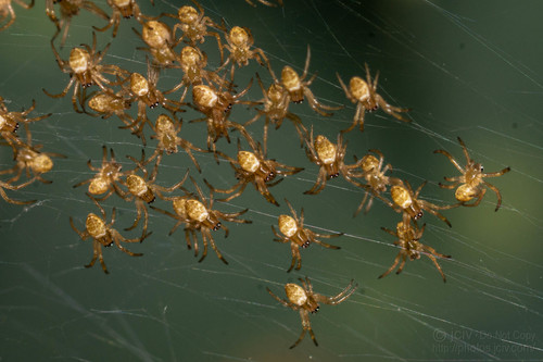 Silver Garden Orbweaver