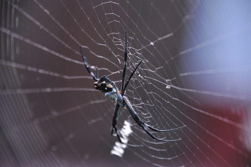 Silver Garden Orbweaver