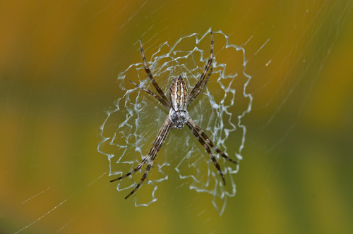 Silver Garden Orbweaver