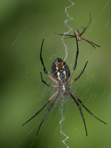 Yellow Garden Spider