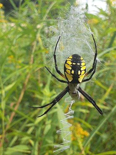 Yellow Garden Spider