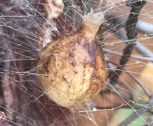 Yellow Garden Spider