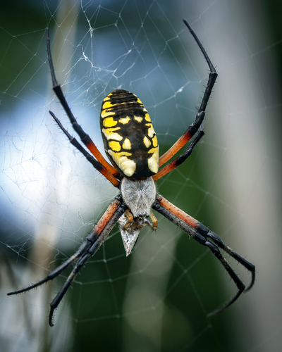 Yellow Garden Spider