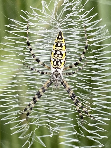 Yellow Garden Spider