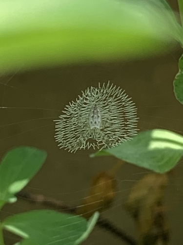 Yellow Garden Spider