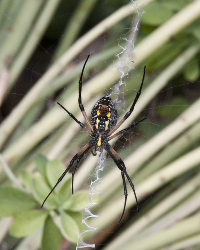 Yellow Garden Spider