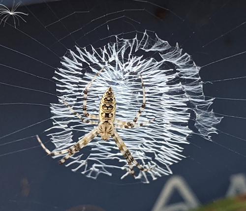 Yellow Garden Spider