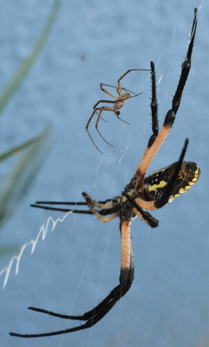Yellow Garden Spider