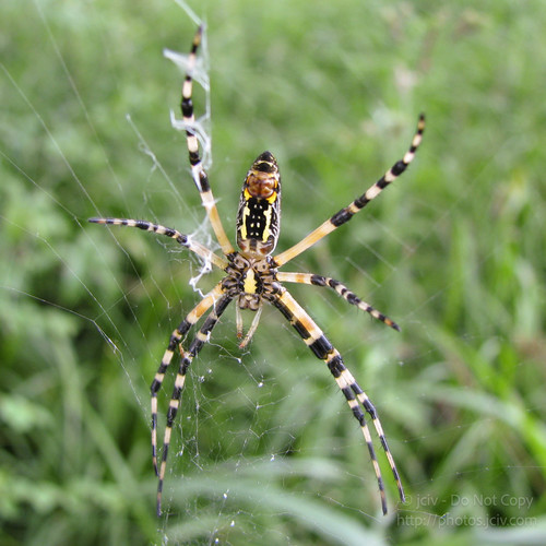 Yellow Garden Spider