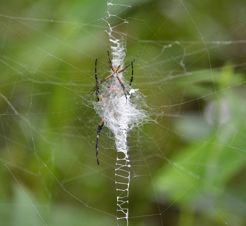 Yellow Garden Spider
