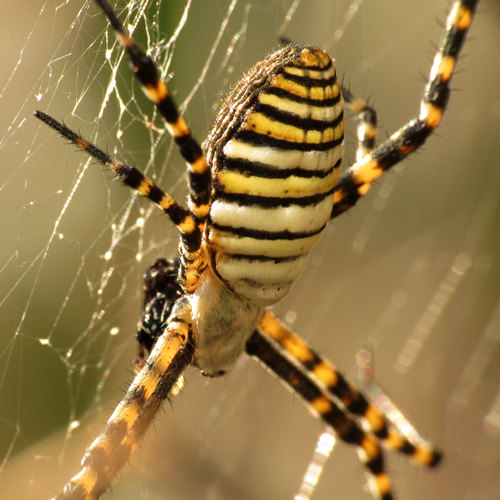 Banded Garden Spider