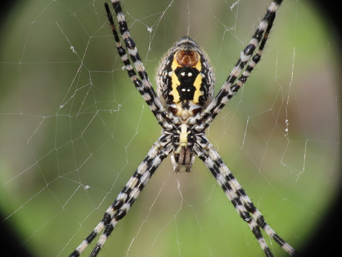 Banded Garden Spider