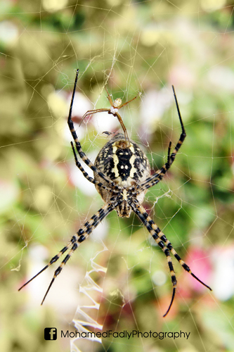 Banded Garden Spider