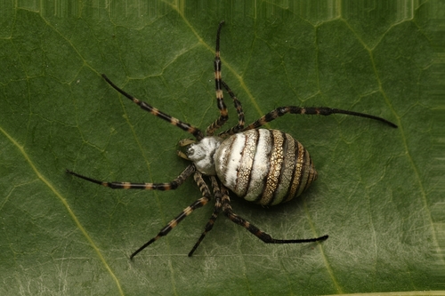 Banded Garden Spider