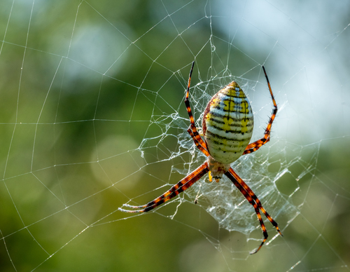 Banded Garden Spider
