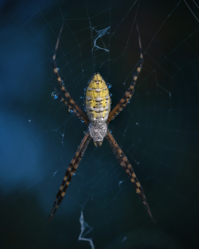 Banded Garden Spider