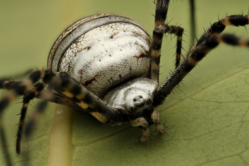 Banded Garden Spider
