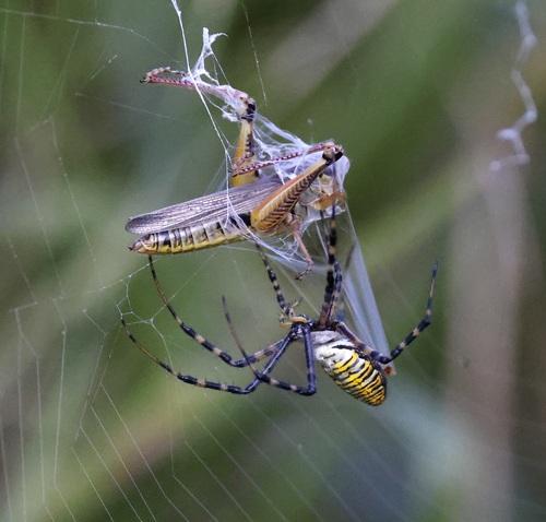 Banded Garden Spider
