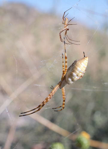 Banded Garden Spider