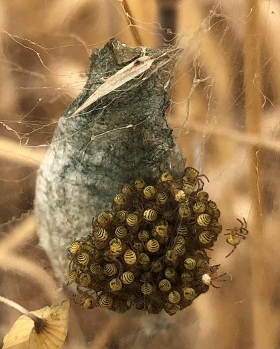 Banded Garden Spider