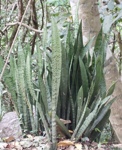 Snake Plant