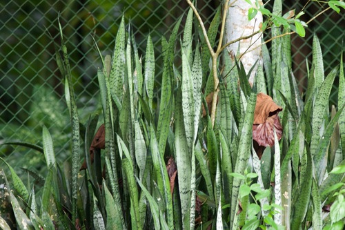 Snake Plant