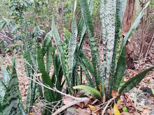 Snake Plant