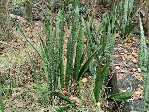 Snake Plant