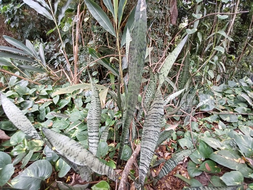 Snake Plant