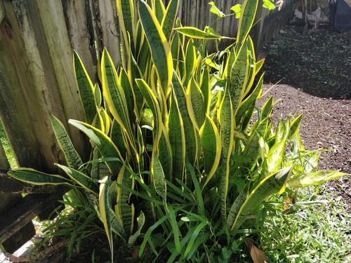 Snake Plant