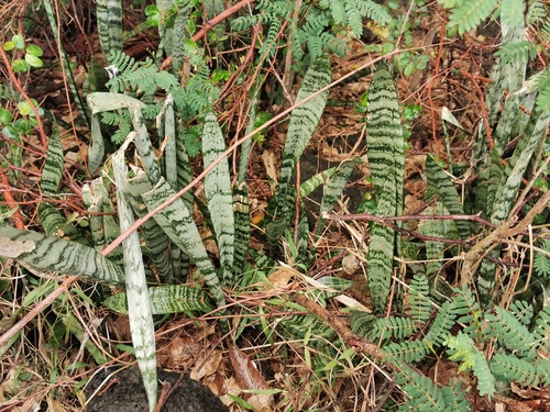 Snake Plant