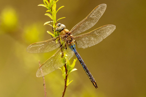 Common Green Darner