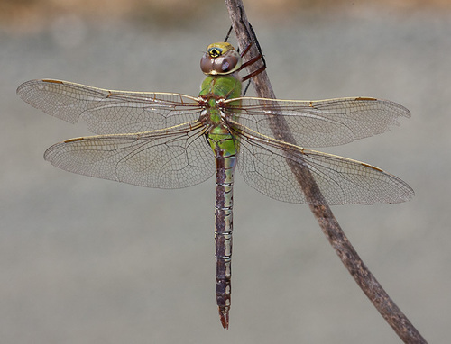 Common Green Darner