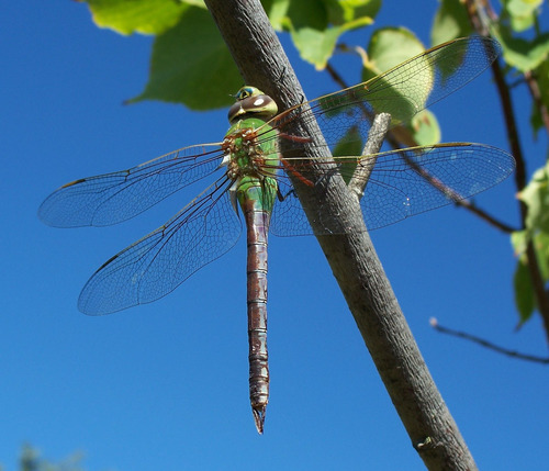 Common Green Darner