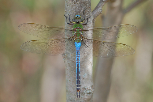 Common Green Darner