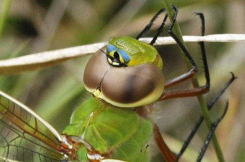 Common Green Darner